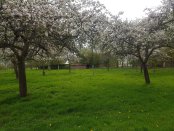 pommiers en fleurs à la ferme de Bonnetôt